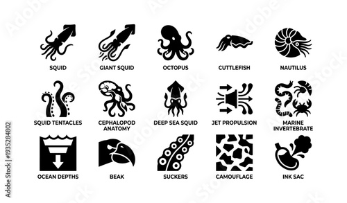 Icon set of marine cephalopods: squid, octopus, nautilus, and more
