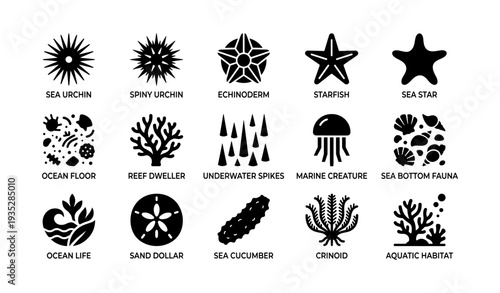 Marine icons: urchins, starfish, coral, jellyfish, and sea life symbols