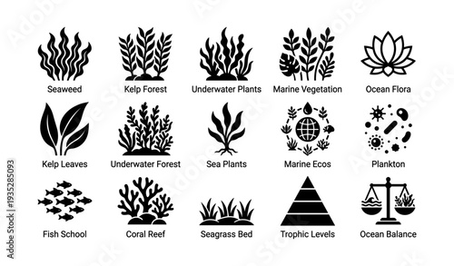 Ocean flora: kelp forest, underwater plants, marine ecosystems, plankton, coral reef