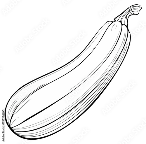 Hand Drawn Outline Sketch of a Single Zucchini Vegetable