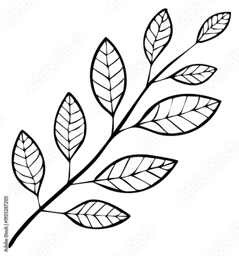 Elegant Plant Branch Silhouette: Outlined Leaves and Stem for Design Element and Botanical Illustration