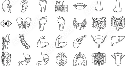 Comprehensive human body organs and anatomy line icon set including brain, heart, lungs, spine, digestive system, bones, and sensory organs for medical education illustration