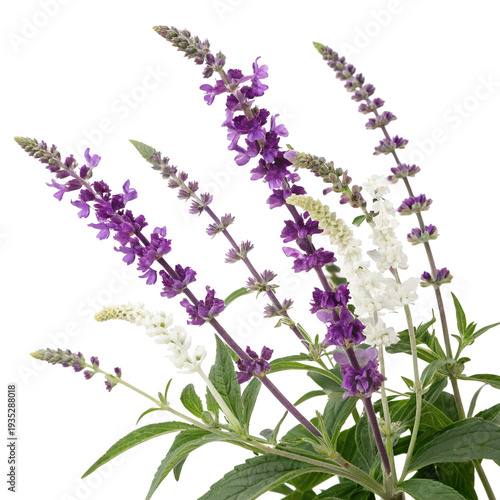 Obraz na płótnie mexican bush sage salvia leucantha isolated on transparent background