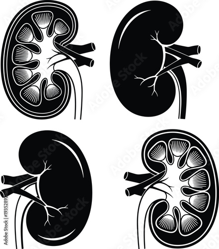 Detailed human kidney anatomy illustration set showing cross section and external views of renal organ structure for medical education, healthcare design, biology and urology concepts