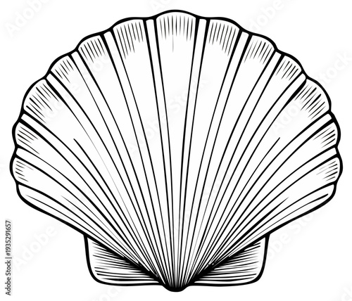 Detailed engraved scallop shell illustration marine life drawing vintage style nature art