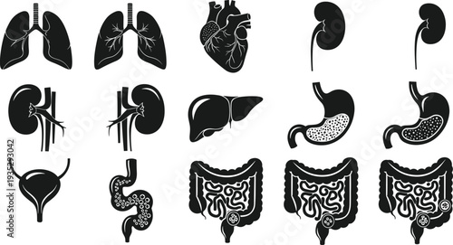 Human internal organs anatomy icon set with lungs heart kidneys liver stomach bladder and intestines detailed medical illustration for healthcare education and biology diagrams