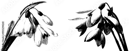 Ephemeral Beauty: The Snowdrop's Grace