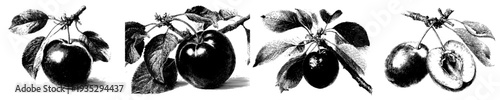 Fruity Delight: A Rendering of a Whole Apple in Black and White