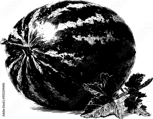 Vintage botanical illustration of a watermelon and melon slices