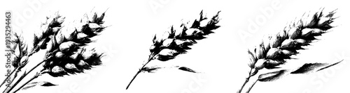 Vintage botanical illustration of wheat and barley