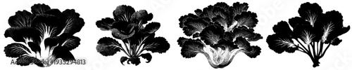 The Art of Bok Choy: A Detailed Silhouette in Black and White