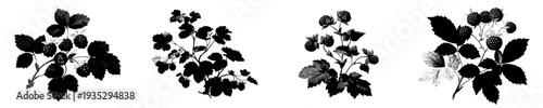 Elegant Silhouette of a Ripe Cloudberry Plant