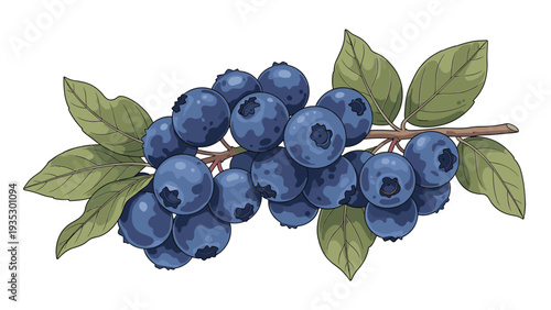 Cluster of fresh blueberries on a branch with green leaves, illustrated in a detailed and realistic style for food and nature-themed designs.
