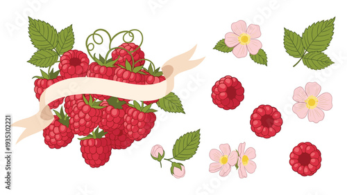 Delicious red raspberries with green leaves and delicate pink flowers are arranged around a blank ribbon banner in this sweet botanical design.