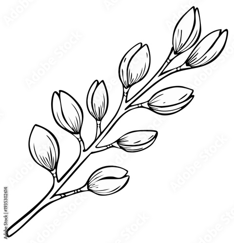 Ink drawing of a stylized plant branch with unopened buds, black and white.