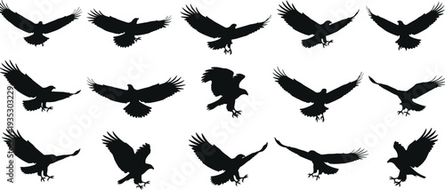Eagle, Hawk, Falcon, Bird, Raptor, Silhouette, Flying, Predator, Wildlife, Nature, Wings, Soaring, Hunter, Freedom, Sky, Animal, Black, Outline, Vector, Collection