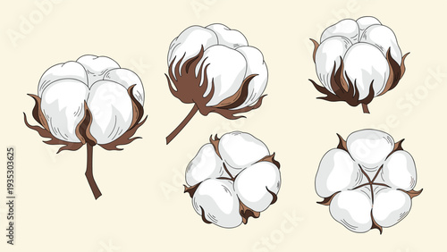 Set of five fluffy cotton bolls in various angles are depicted with detailed brown husks on a warm beige background for agricultural themes.
