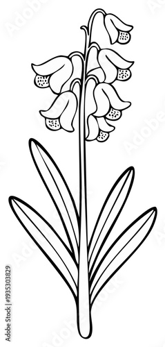 Illustration of blooming flower with bell shaped blossoms and long leaves, botanical line art.