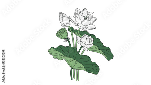 Elegant illustration of a lotus flower with buds and large green leaves in a hand-drawn artistic style on a plain white background.