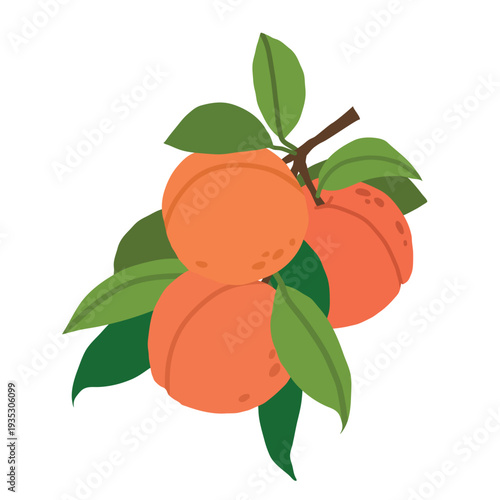 Peach tree branch with peaches and leaves isolated on white background. Whole peaches on branch
