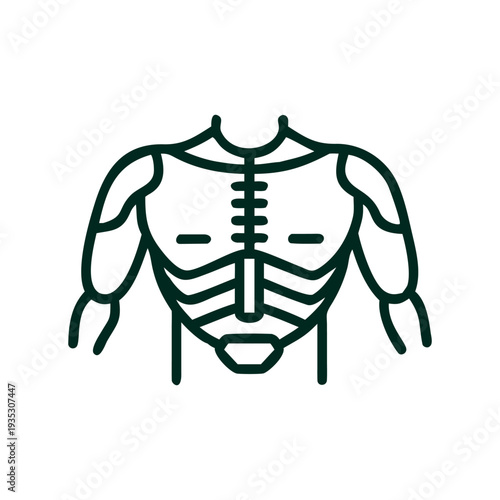 Human Upper Body Muscular System Line Art