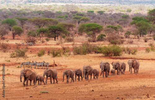 A herd of elephants walking towards a watering hole in Tsavo West National Park, Kenya.