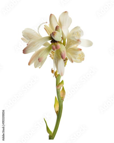 Schilderij op canvas Tuberose flowers, Polianthes tuberosa, Agave amica, White flowers isolated on Tr
