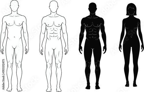 Human body male and female anatomy silhouettes and outline figures, front view muscular anatomy reference set for medical, fitness and educational illustration