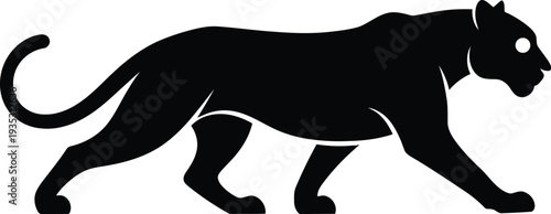 A black panther walking to the right with its tail curled