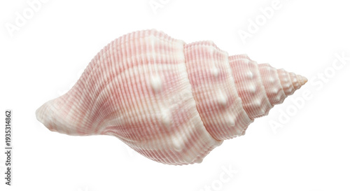 Fotografie Isolated pink striped seashell with texture in a spiral form, sea shells and nau