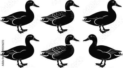Black and white duck silhouettes set with various mallard poses including detailed engraved textures and mirrored profiles isolated on a clean white background for design