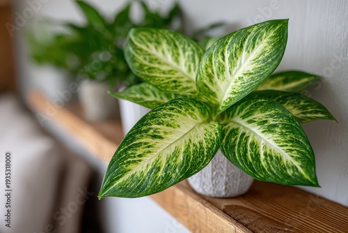 Close-up of a vibrant dieffenbachia plant in a textured pot, showcasing its lush green leaves with unique patterns, arranged on a wooden shelf against a white wall.