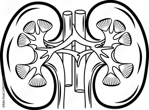 Human kidney anatomy line art vector illustration, medical diagram of renal system, internal organ cross section isolated on white background.