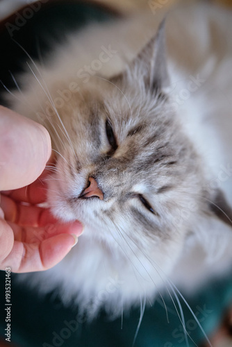 Konstfotografi Close-up of a hand stroking a fluffy Neva Masquerade cat under the chin