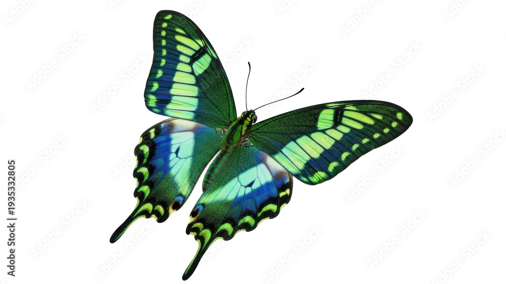 Obraz premium Isolated swallowtail butterfly, green-blue coloration, detailed wings and body, wildlife beauty