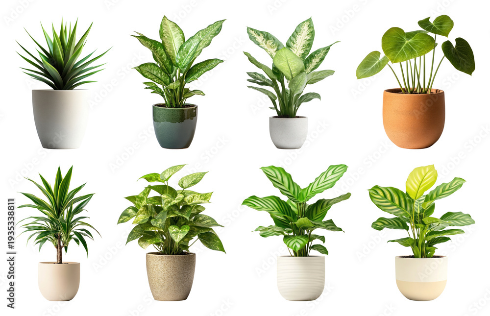 Obraz premium PNG Vibrant potted plants collection displayed on transparent background