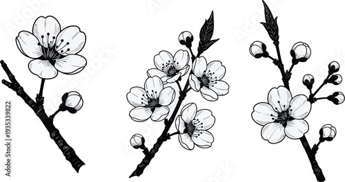 Hand drawn cherry blossom branches with flowers and buds, minimalist black and white floral sketches for spring wedding invitation design