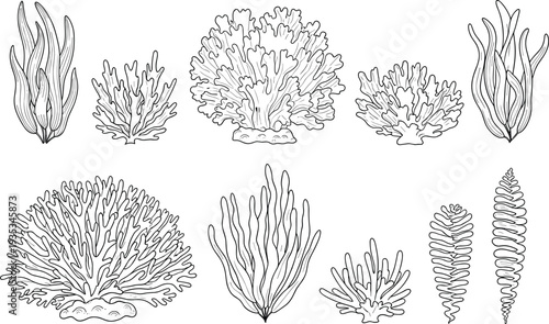 Collection of minimalist coral reef elements and underwater seaweed plants, marine life nature line art vector illustration, concept