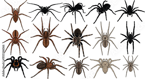 Collection of various spiders, tarantulas, and arachnids in realistic and silhouette styles, isolated on white background for nature design, insects