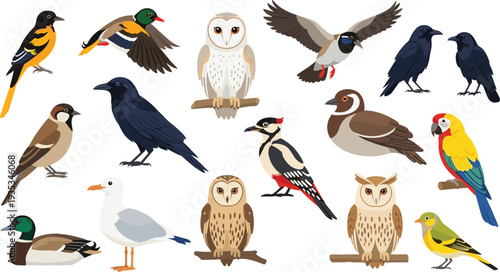 Collection of various wild birds, owl, parrot, seagull, woodpecker, duck and raven, flying and perched avian species flat vector illustration