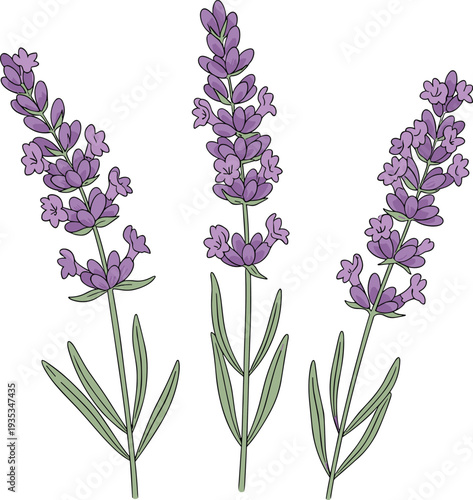 Lavender flower sprigs with purple blossoms botanical herbal vector illustration set