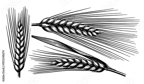 Antique Barley Botanical Engraving Hordeum Vulgare and Distichum Grain Study Illustration