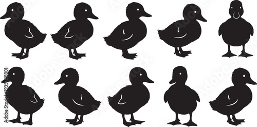 Set of black duck silhouettes on white background illustration