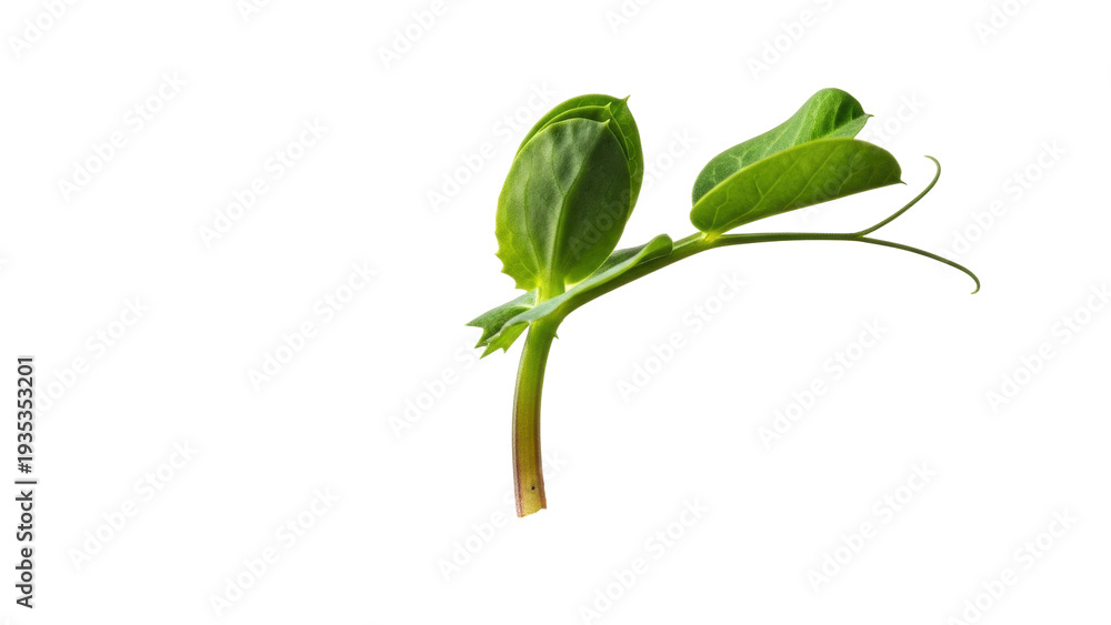 Φωτογραφία Isolated pea shoot seedling, green sprout with leaves, curly tendrils, vegetable