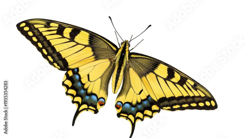 Isolated Eastern Tiger Swallowtail butterfly with open wings, a colorful Insect and Wildlife animal