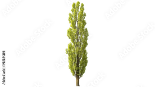 Foto Isolated Poplar tree on a sunny day providing natural shade in spring, summer or