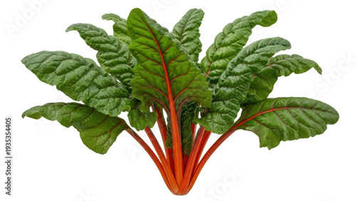 Canvastavla Isolated Ruby Red Swiss Chard, nutrient-rich vegetable, healthy and colorful gre