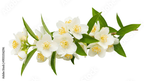 Bild auf Leinwand Isolated mock orange blossoms with green leaves are in bloom and ready for sprin