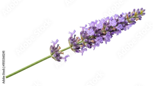 Fotografie Isolated Lavender Flower on a Stem, Aromatic Purple Blooms, Single Lavandula Pla