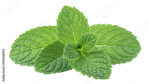 Fotografía Isolated sprig of fresh green mint leaves, aromatic herb for cooking and beverag